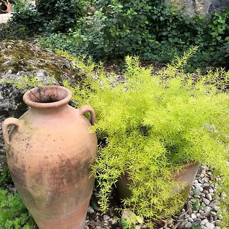 Tatil Evi Fig Garden